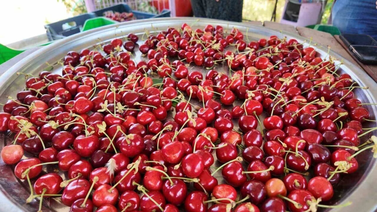 Coğrafi işaretli Demirci kirazında hasat başladı