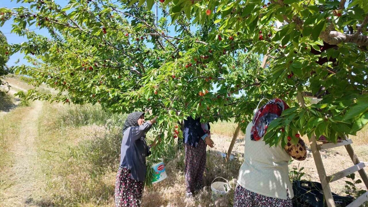 Coğrafi işaretli Demirci kirazında hasat başladı