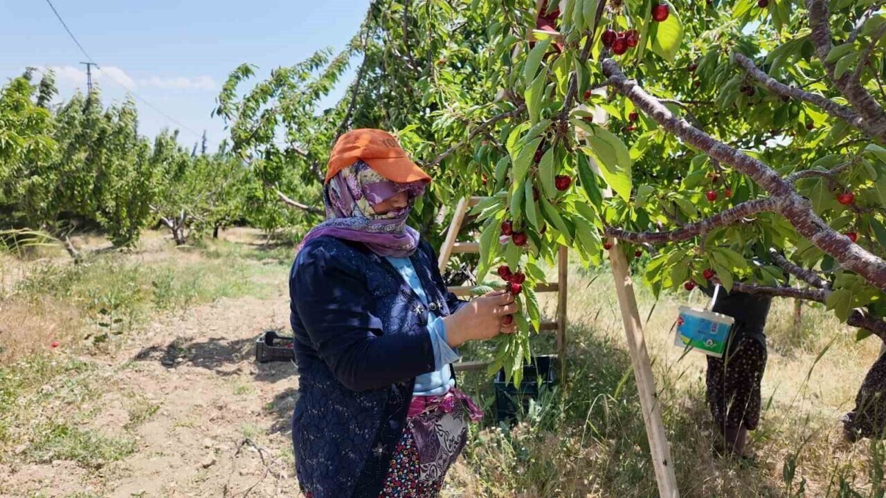 Coğrafi işaretli Demirci kirazında hasat başladı