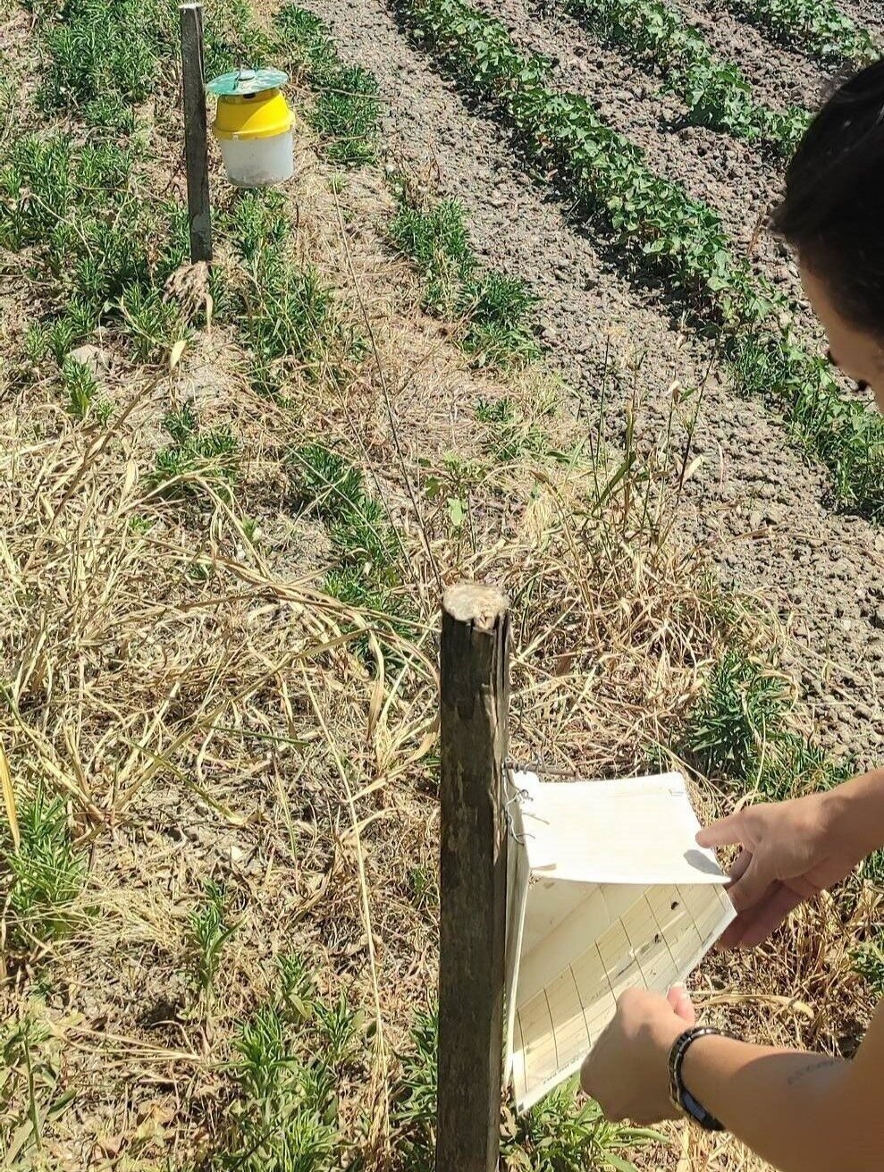 Didim’de pamuk zararlıları kontrol edildi