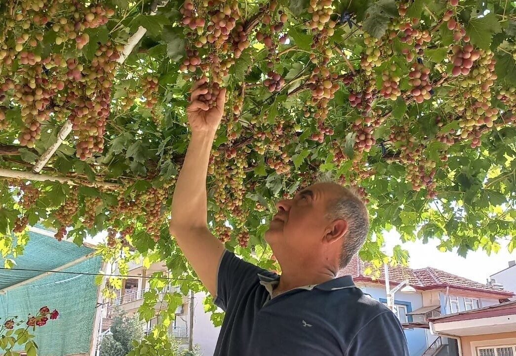 Ev önündeki asmadan mahalleye üzüm ikramı Ev önündeki asmadan mahalleye üzüm ikramı