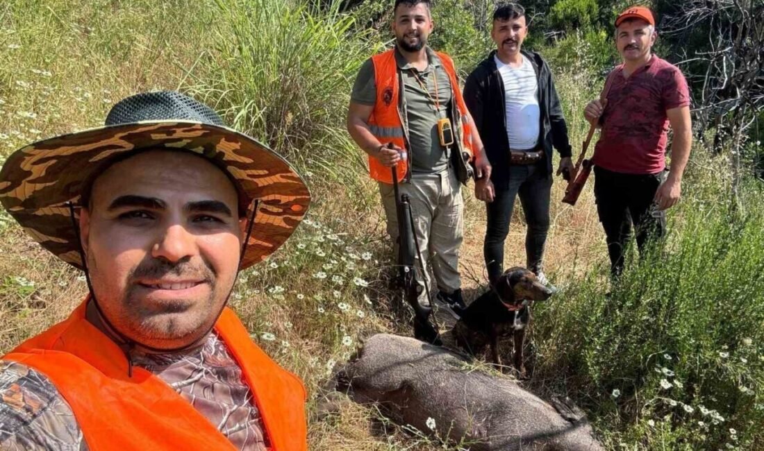 Artan domuz popülasyonu ve tarım arazilerine verilen zarar nedeniyle Gündoğmuş
