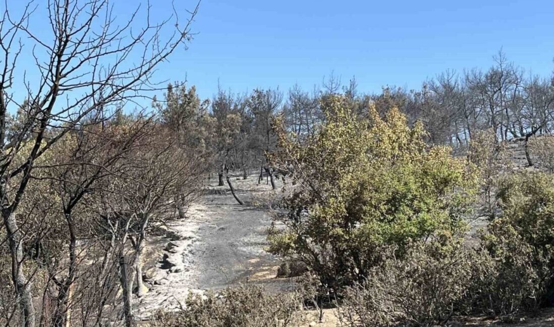 İzmir’in Aliağa ilçesinde başlayan ve Foça’ya doğru genişleyen ormanlık alandaki