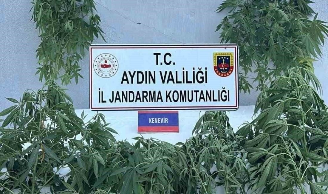 Aydın’da yapılan uyuşturucu operasyonunda 16 şüpheli yakalandı. Aydın İl Jandarma