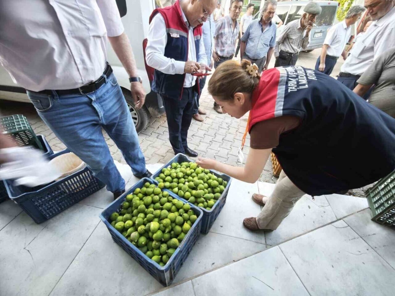 Karacasu’da üreticiye kaliteli ilek uyarısı