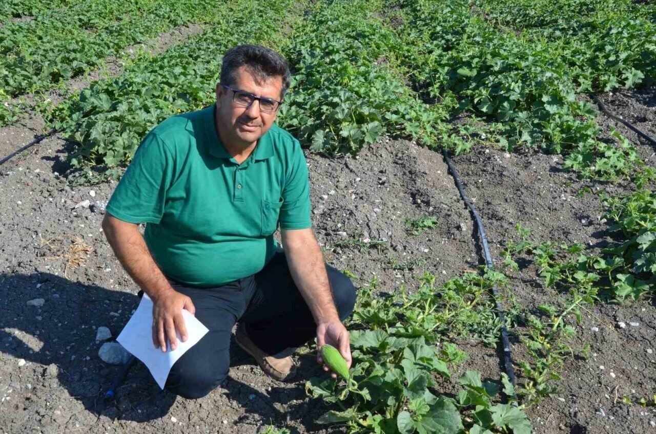 Kırkağaç Kavunu’nda tohumlar toprakla buluştu