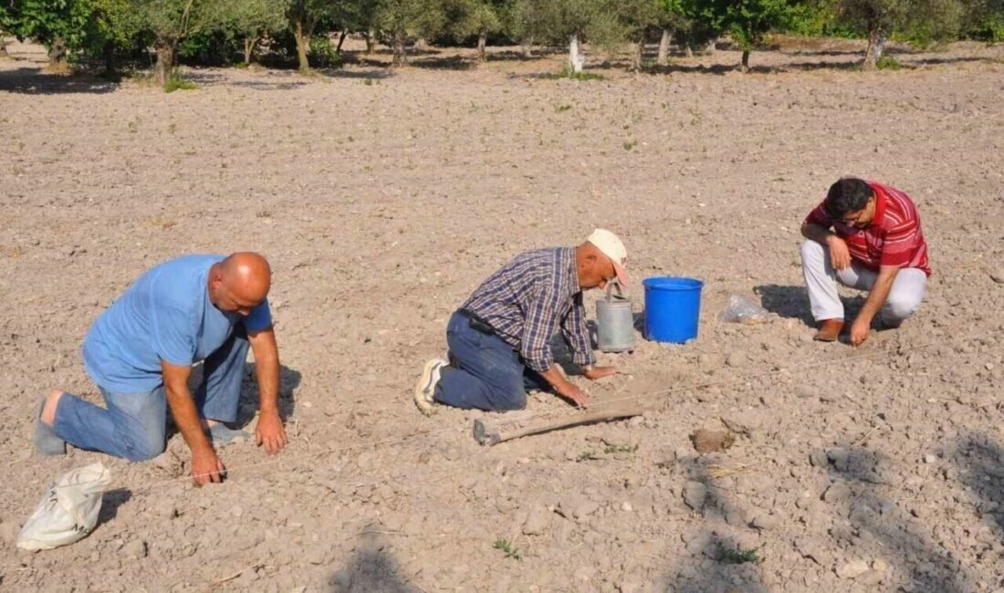 Manisa’nın Kırkağaç yöresinde tadı, kokusu ve lezzetiyle kendine has bir
