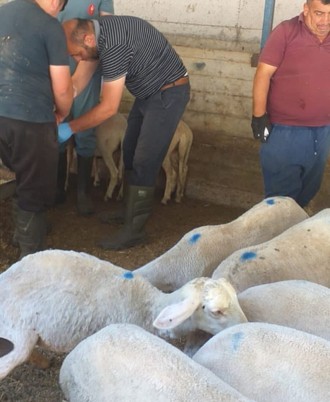 Köşk’te hayvan aşı çalışmalarına başlandı