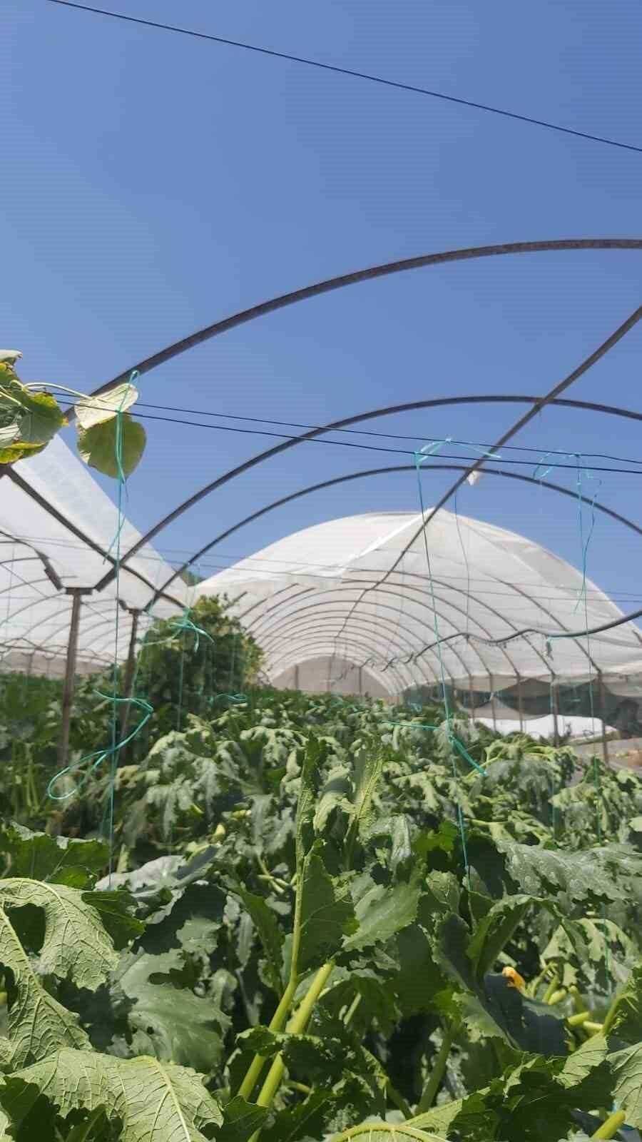 Kumluca’da aniden başlayan hortum seralara zarar verdi