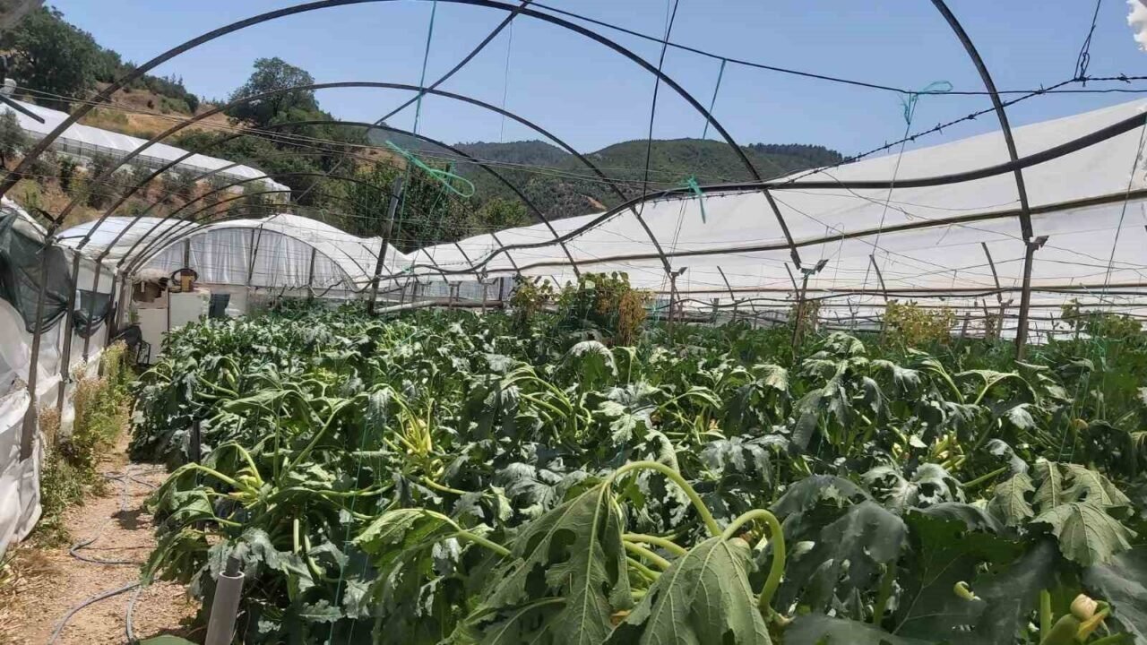 Kumluca’da aniden başlayan hortum seralara zarar verdi