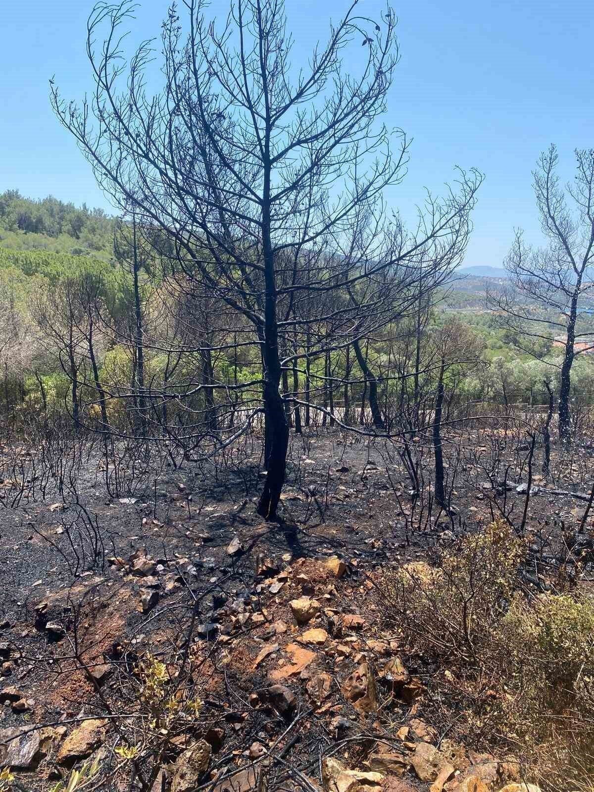 Kuşadası’nda orman yangını