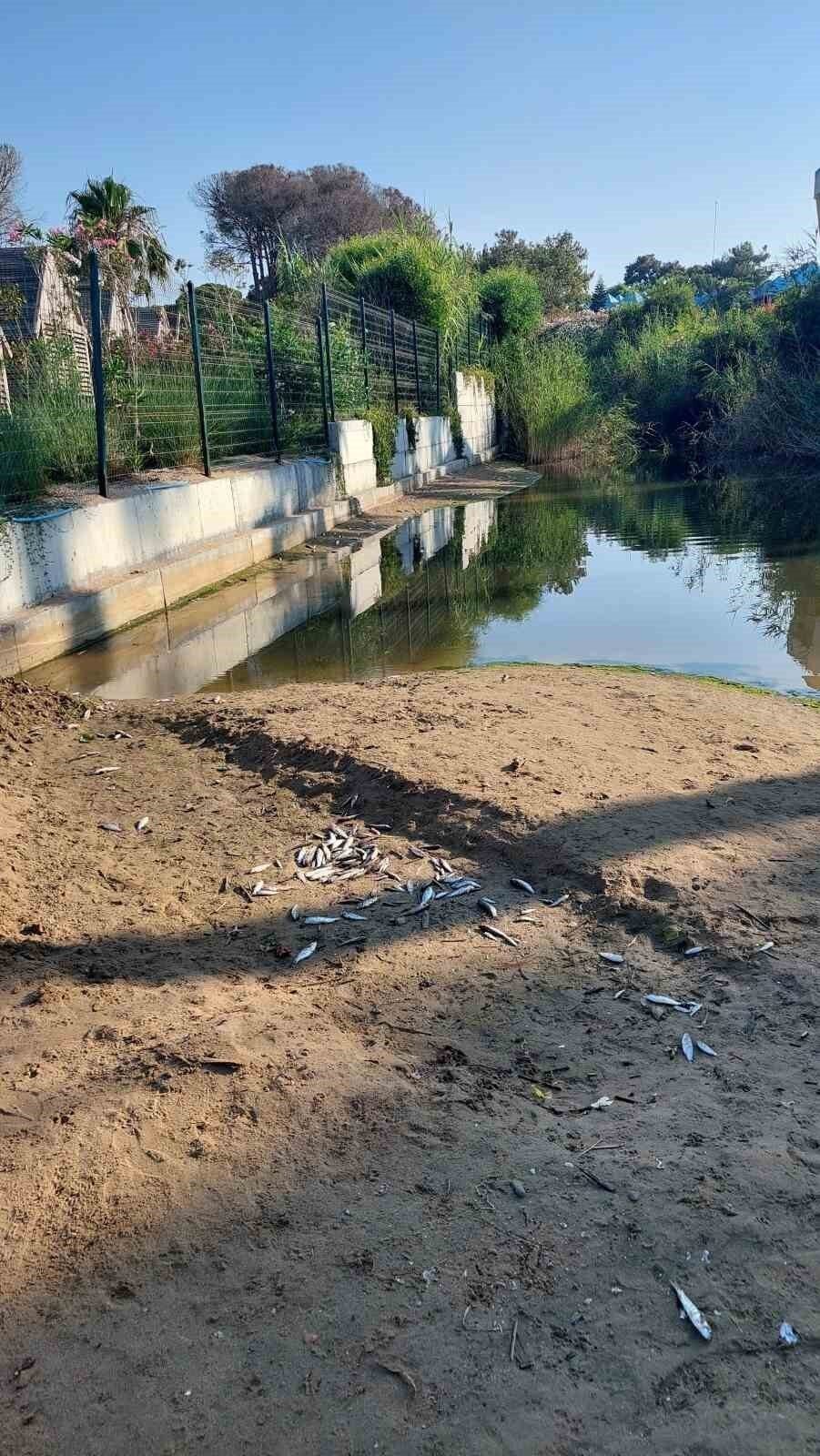 Manavgat’ta balık ölümleri alarm verdi, kimyasal kirlilik inceleniyor