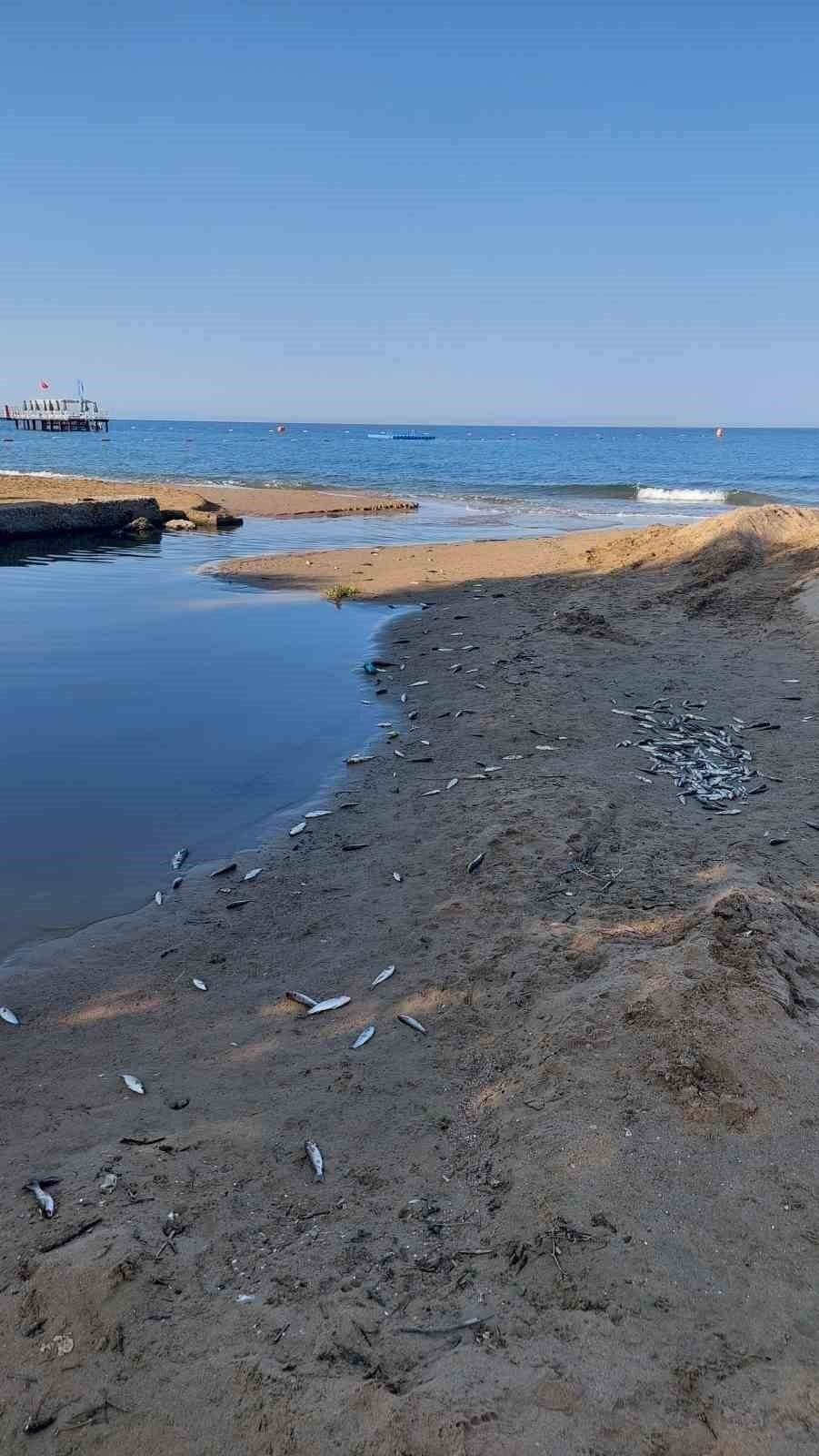 Manavgat’ta balık ölümleri alarm verdi, kimyasal kirlilik inceleniyor Manavgat’ta balık ölümleri alarm verdi, kimyasal kirlilik inceleniyor