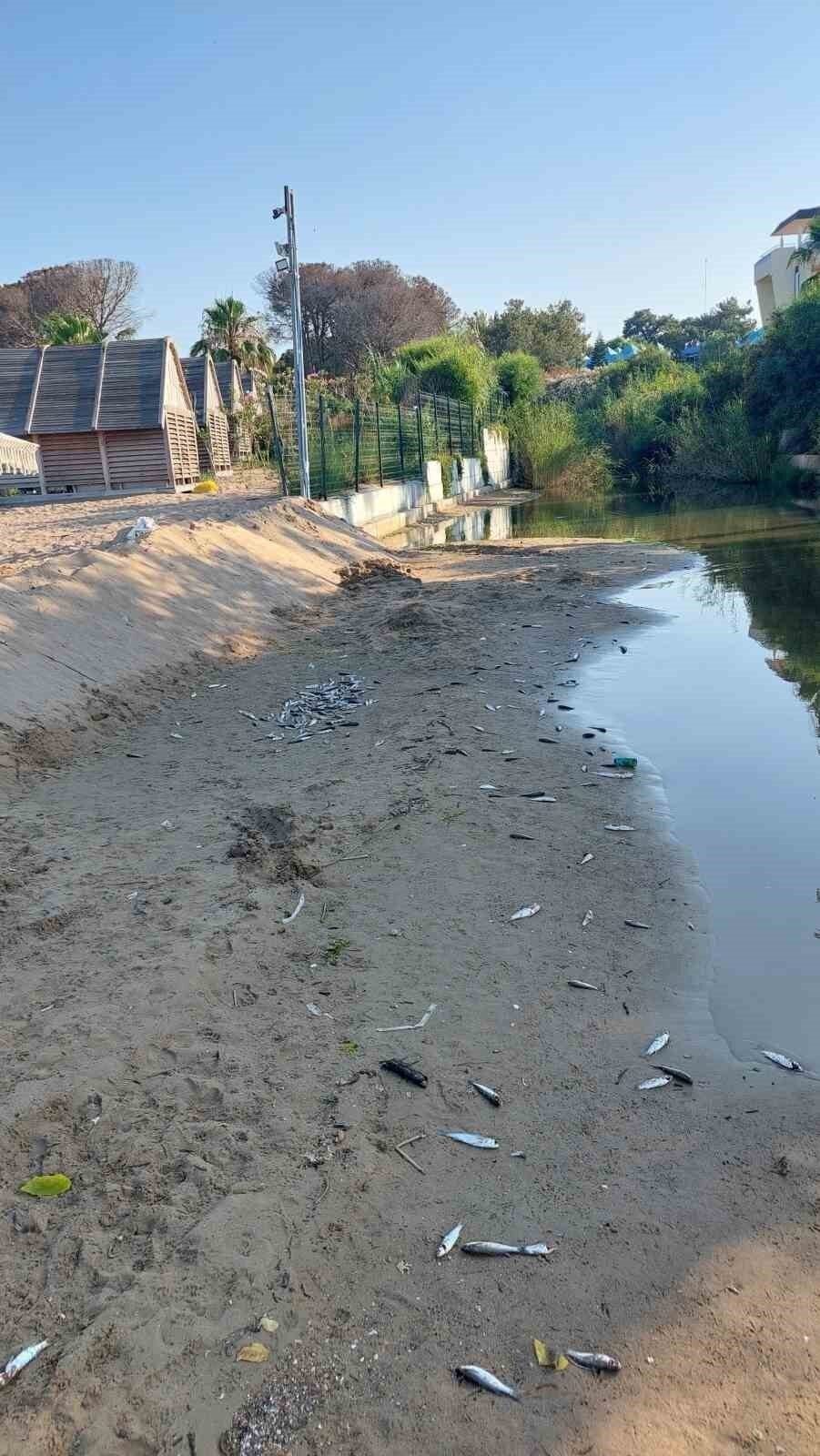 Manavgat’ta balık ölümleri alarm verdi, kimyasal kirlilik inceleniyor