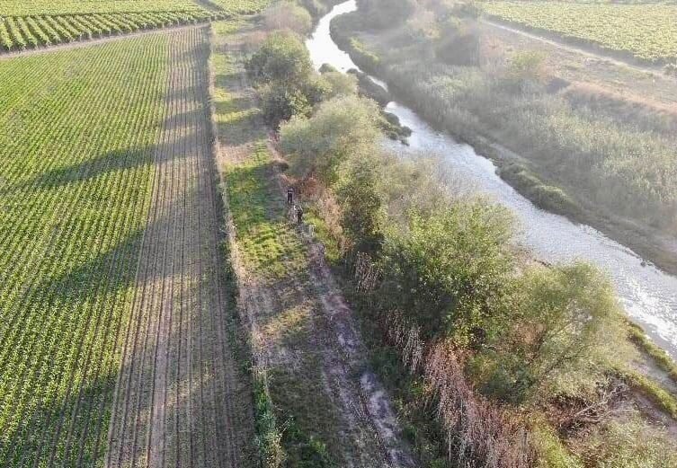 Manisa’da yasadışı kenevir ekim alanlarına sıkı denetim
