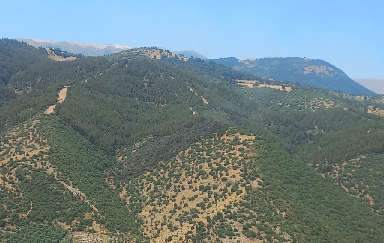 Manisa’daki orman yangını 2 saatte söndürüldü Manisa’daki orman yangını 2 saatte söndürüldü