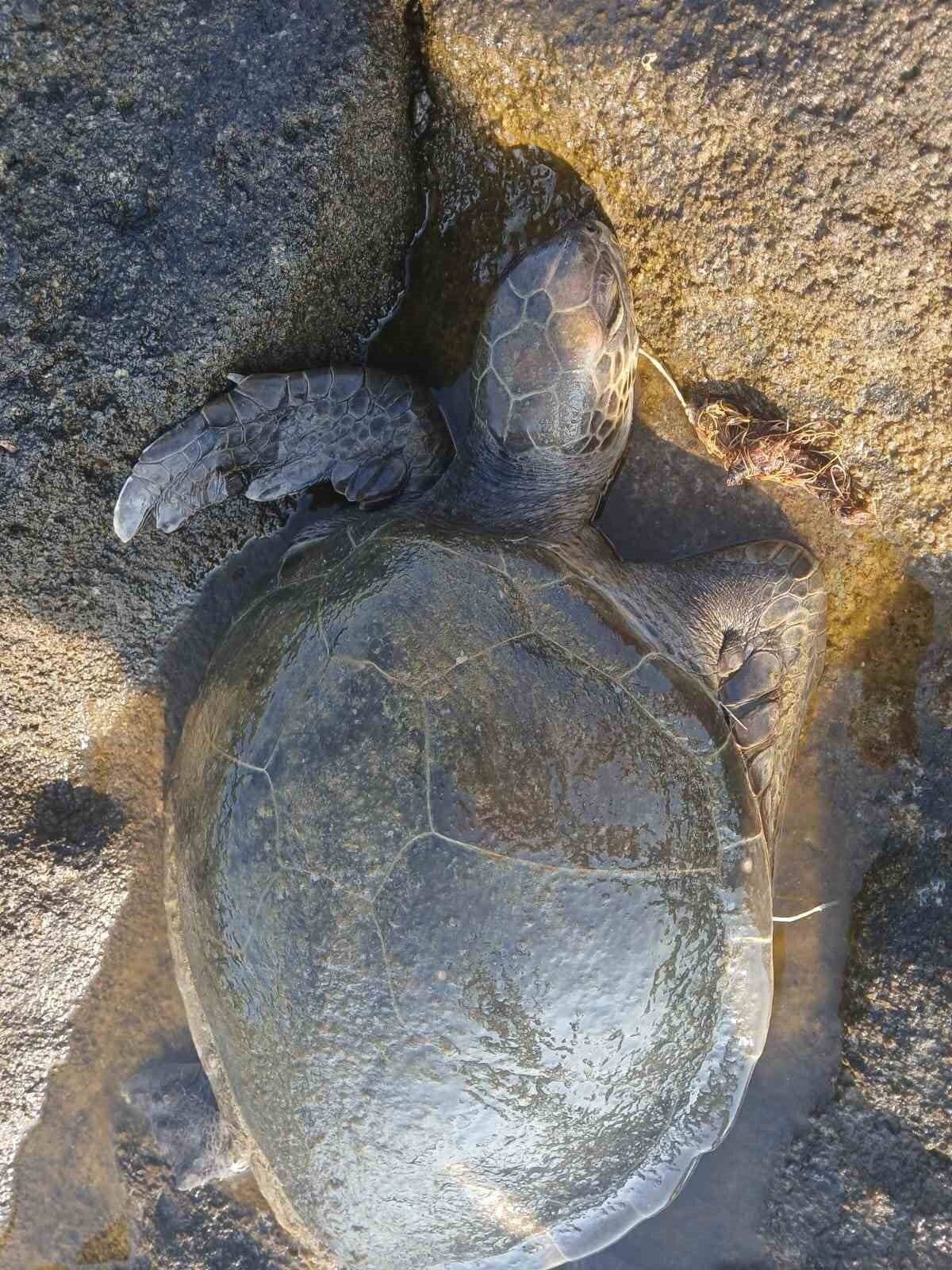 Misina yutan caretta ekiplerin müdahalesiyle hayata döndü