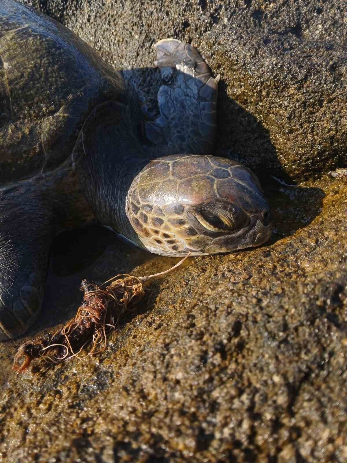 Misina yutan caretta ekiplerin müdahalesiyle hayata döndü