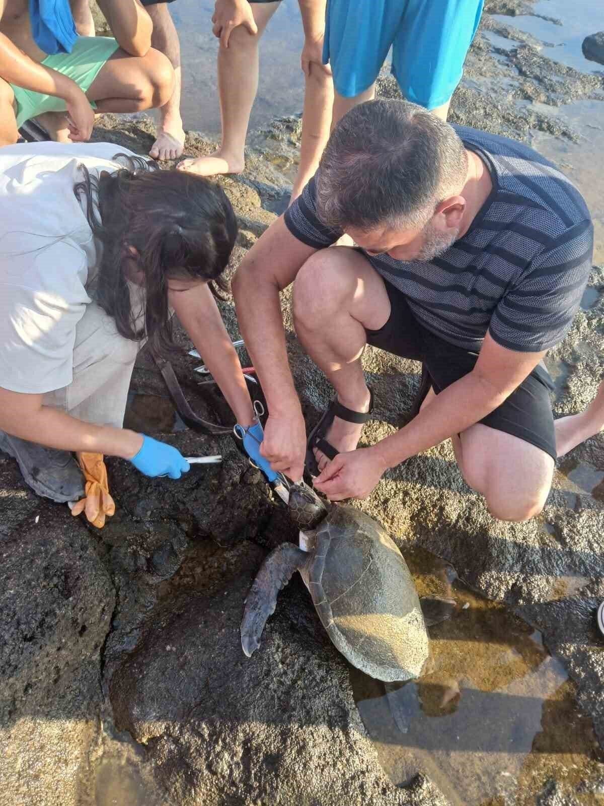 Misina yutan caretta ekiplerin müdahalesiyle hayata döndü
