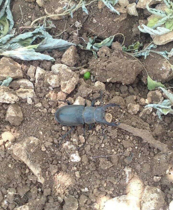 Nadir böcek türü geyik böceğinin bugünkü durağı Güney oldu Nadir böcek türü geyik böceğinin bugünkü durağı Güney oldu