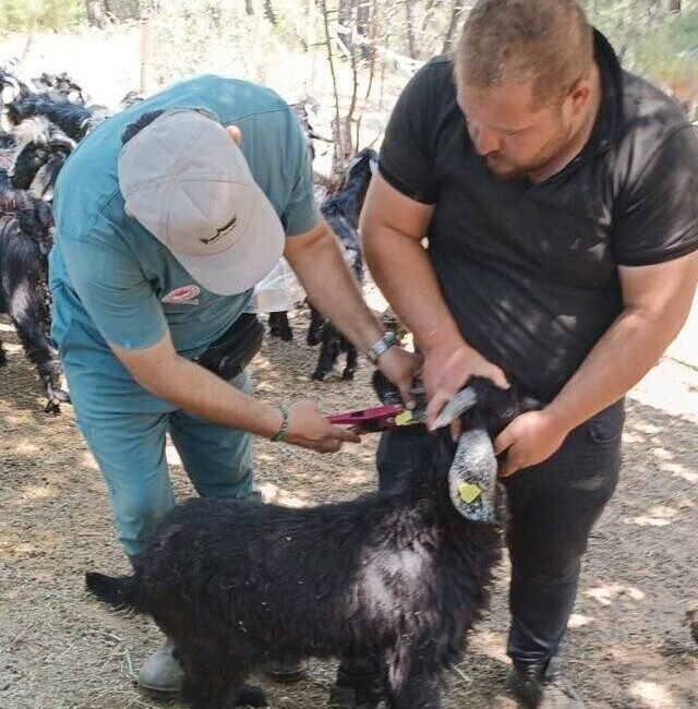 Aydın’ın Nazilli ilçesi Karıncalı Dağ mevkiine giden ilçe tarım ekipleri,