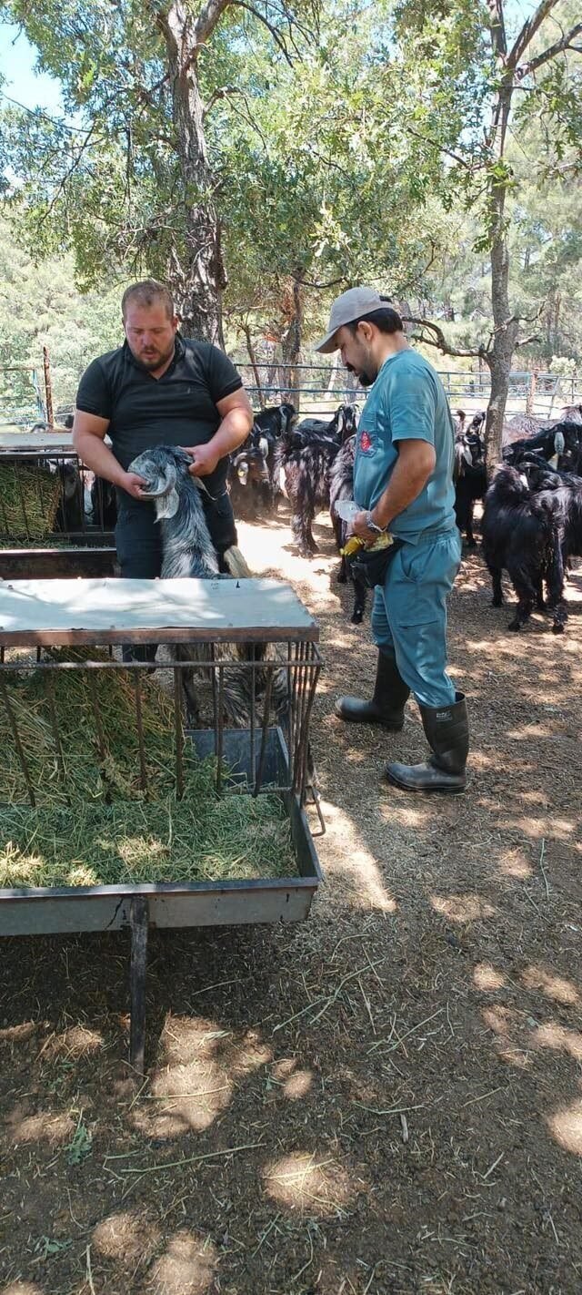 Nazilli’de küçükbaş hayvanlara veba ve çiçek aşısı yapıldı