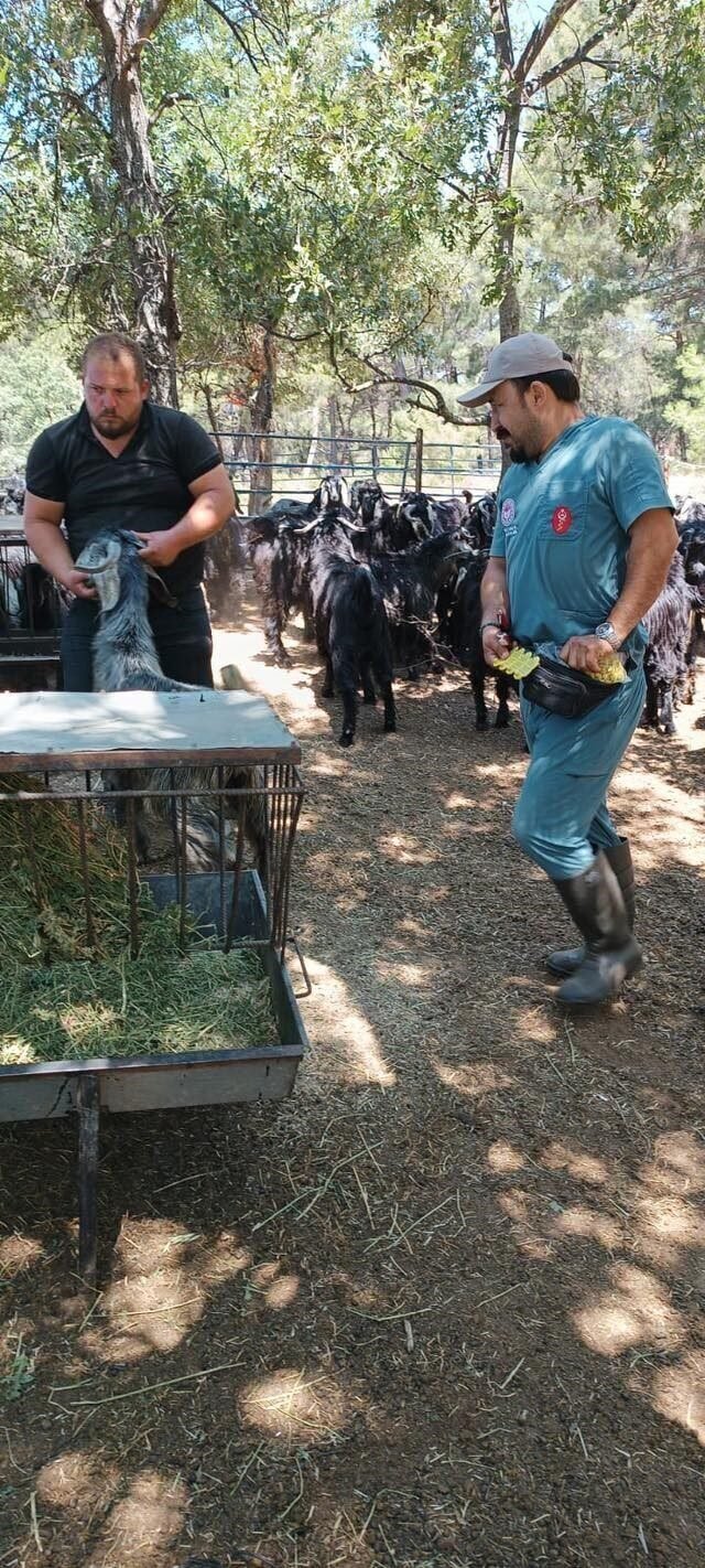 Nazilli’de küçükbaş hayvanlara veba ve çiçek aşısı yapıldı