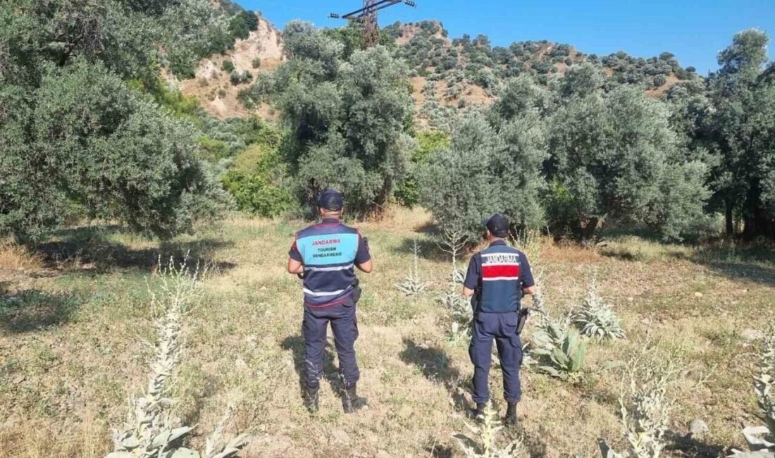 Aydın’ın Efeler ilçesinde yasak kararına uymayıp ormanlık alanda mangal yakan