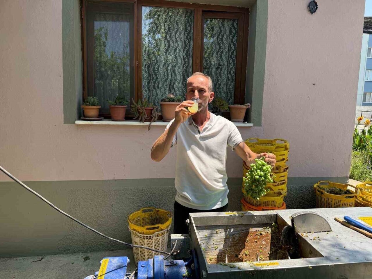Sarıgöl’de bağlarda kesilen koruklar ekonomiye kazandırılıyor