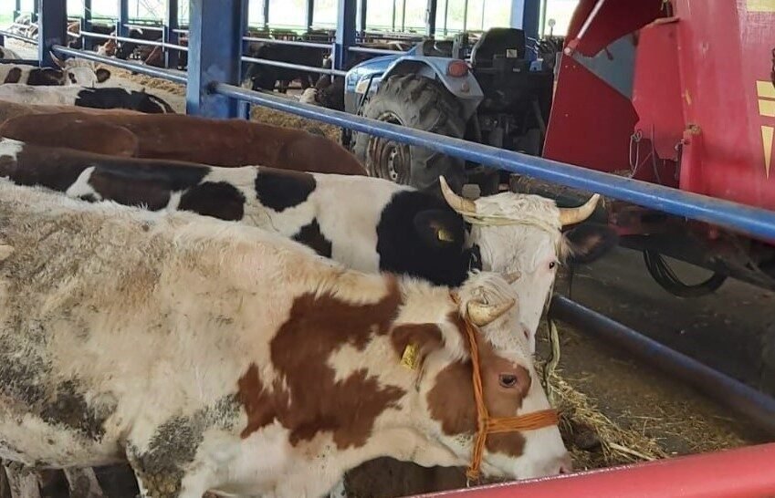 Manisa’nın Selendi ilçesine bağlı 8 mahallede büyükbaş hayvanlarda şap hastalığının