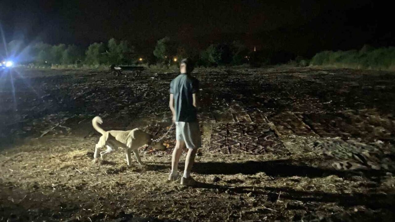 Tarlalarda milyonluk halı nöbeti başladı