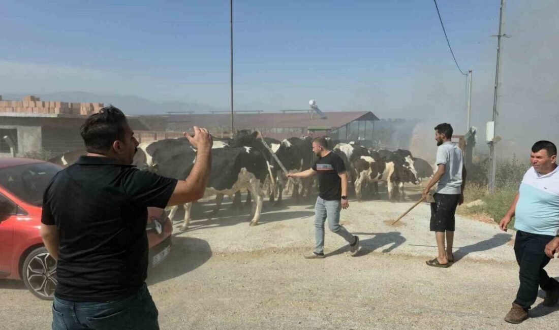 İzmir’in Tire ilçesi Alacalı Mahallesi’nde makilik alanına başlayan yangın, rüzgarın