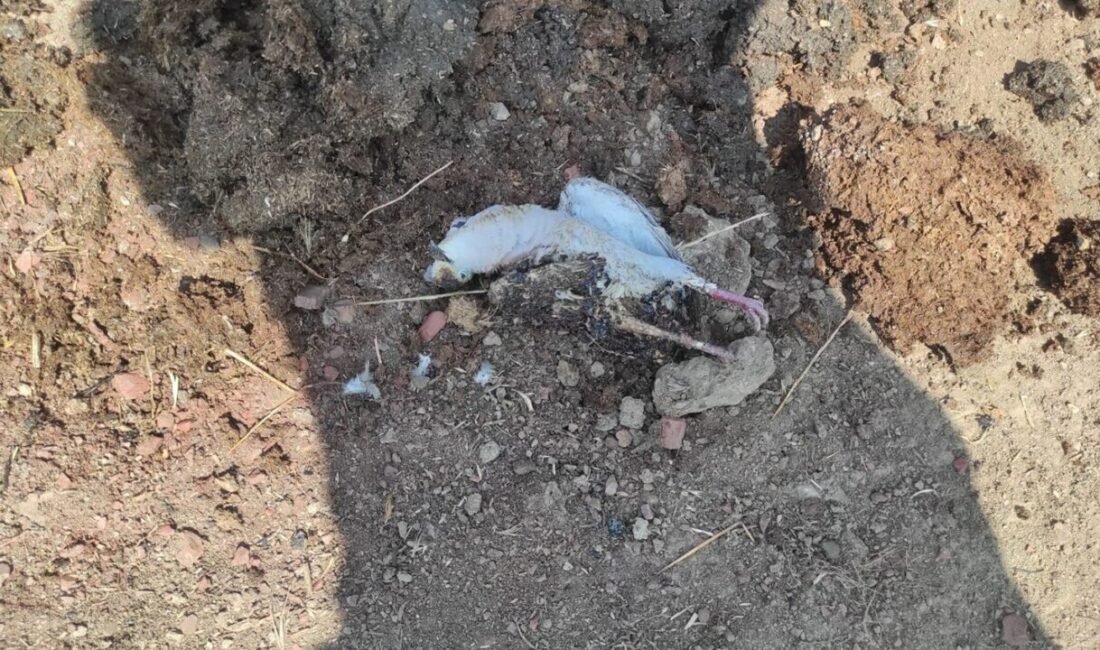 Manisa’nın Kula ilçesine bağlı Pabuçlu Mahallesi’nde trafo yakınlarındaki elektrik tellerine