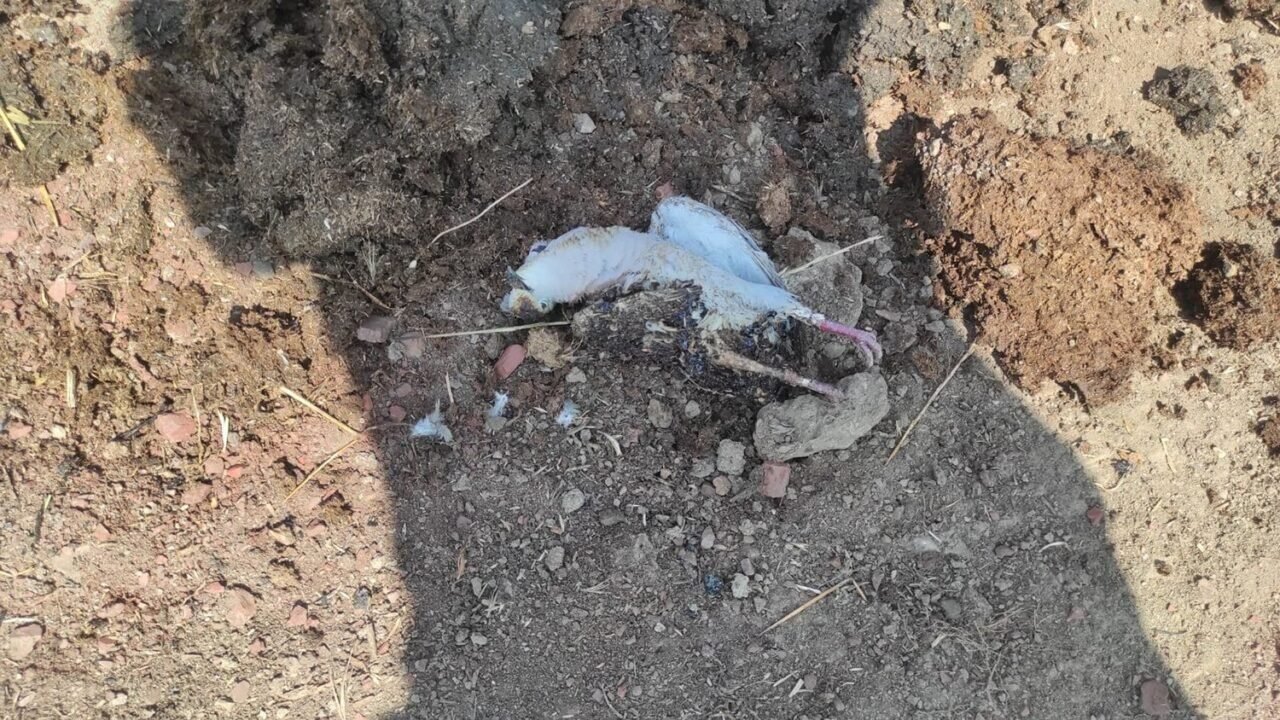 Trafoya kuş çarptı, alevler kısa sürede söndürüldü Trafoya kuş çarptı, alevler kısa sürede söndürüldü