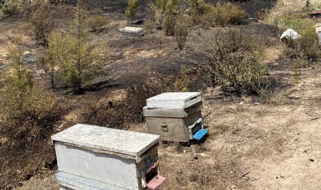 Manisa’nın Turgutlu ilçesi Akçapınar Mahallesinde Gürlevik Mevkiinde boş arazide çıkan