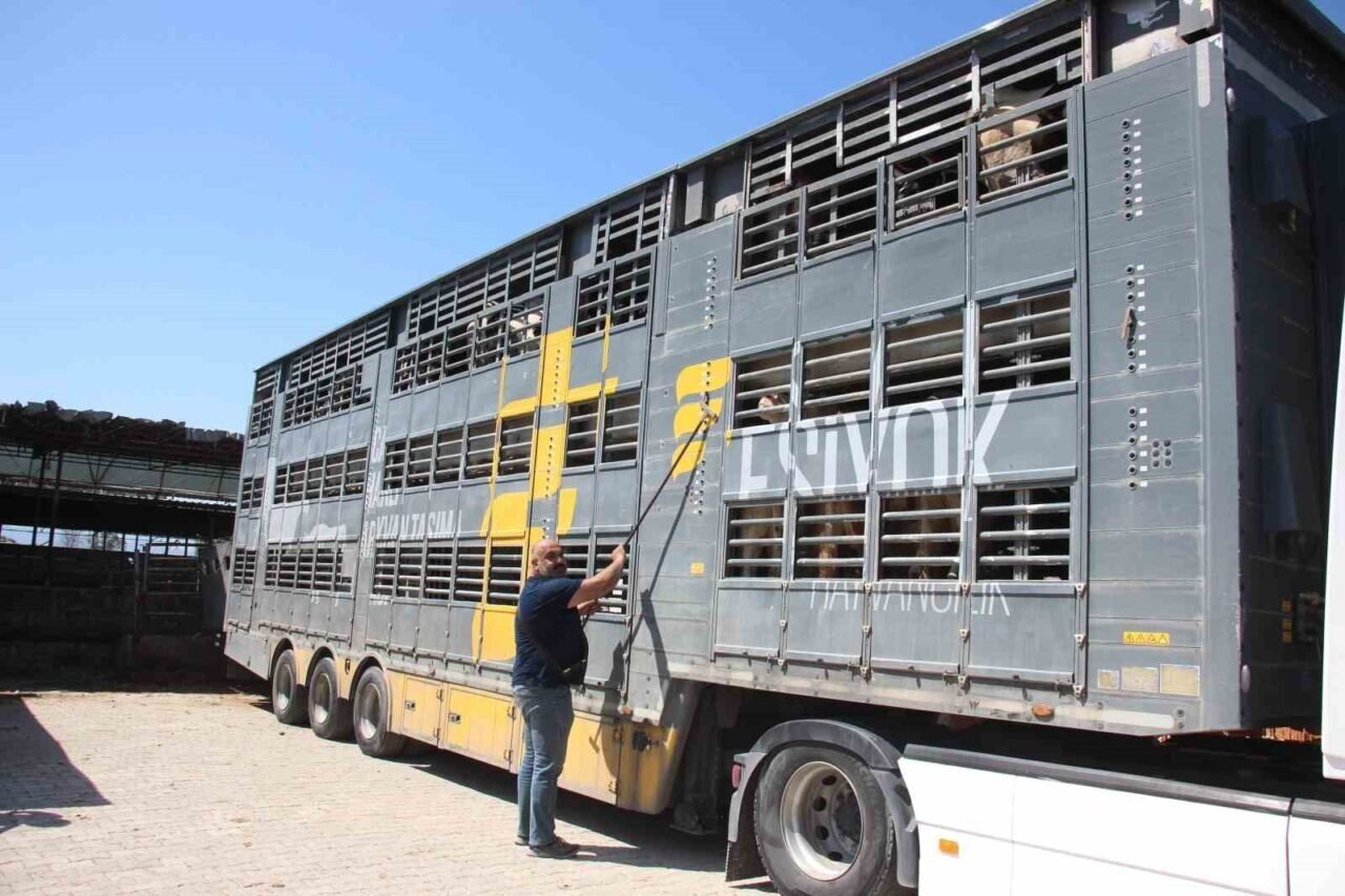 Türk mühendislerin tasarladığı bu araçla, canlı hayvan naklinde 5 yıldızlı konfor dönemi başladı