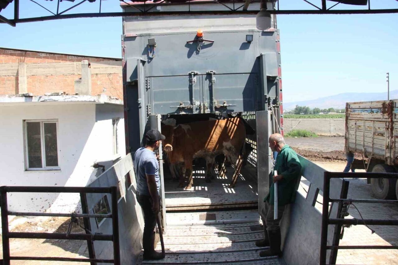Türk mühendislerin tasarladığı bu araçla, canlı hayvan naklinde 5 yıldızlı konfor dönemi başladı