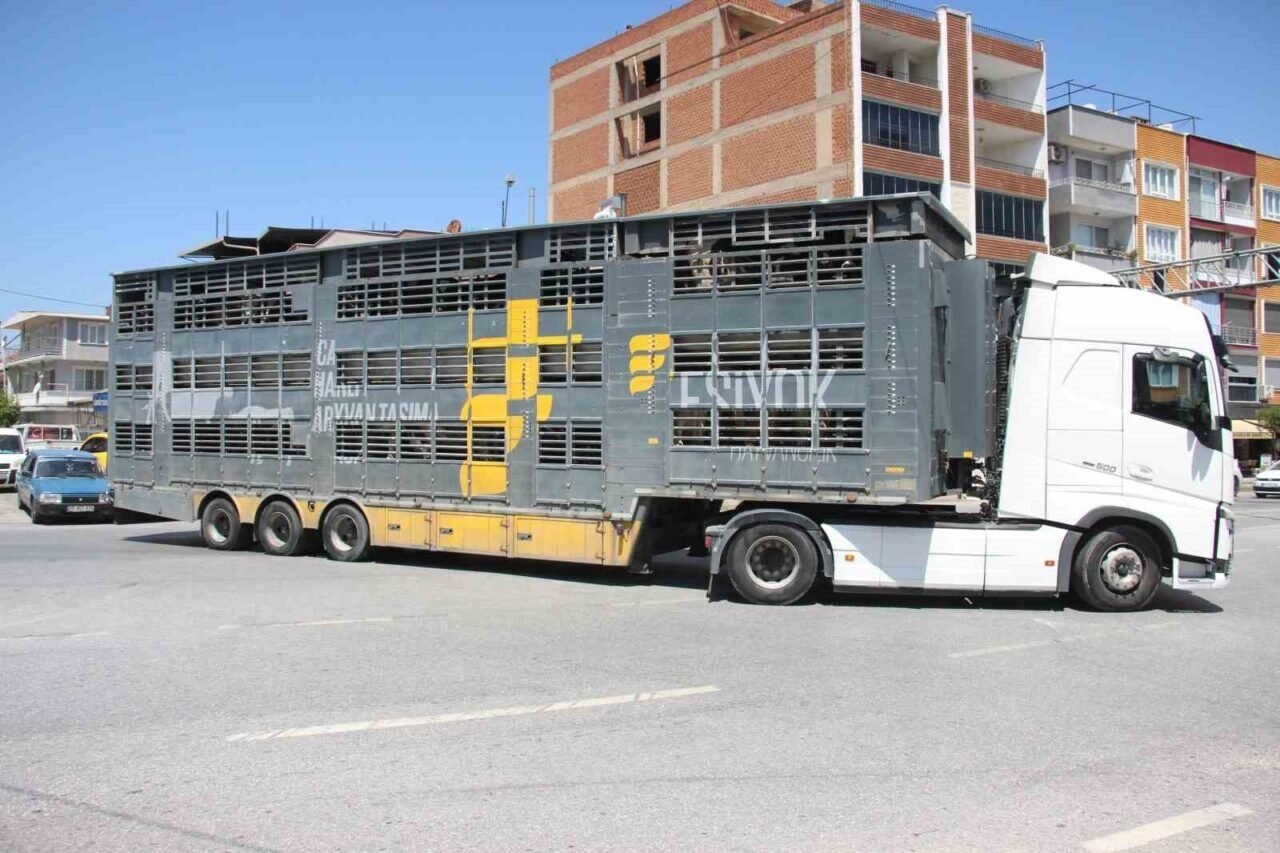 Türk mühendislerin tasarladığı bu araçla, canlı hayvan naklinde 5 yıldızlı konfor dönemi başladı