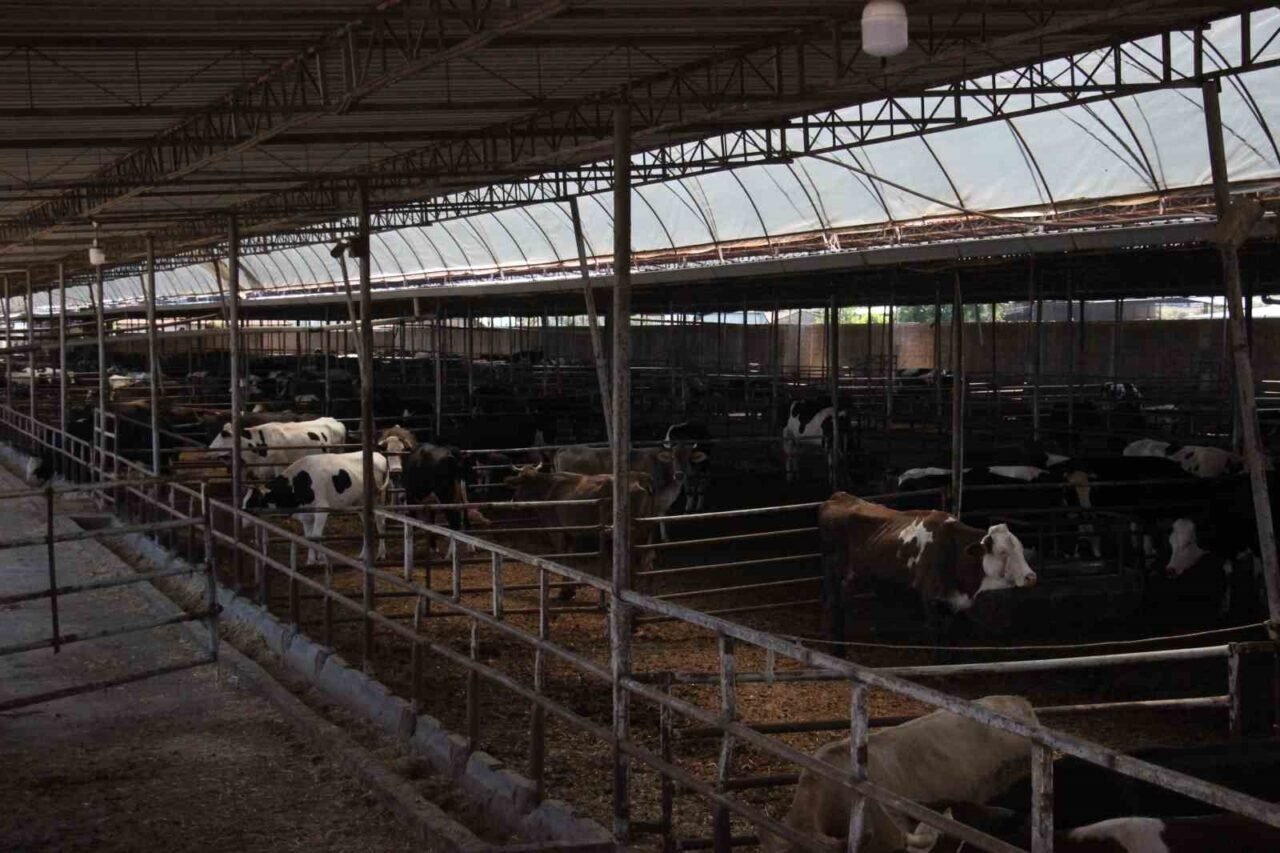 Türk mühendislerin tasarladığı bu araçla, canlı hayvan naklinde 5 yıldızlı konfor dönemi başladı