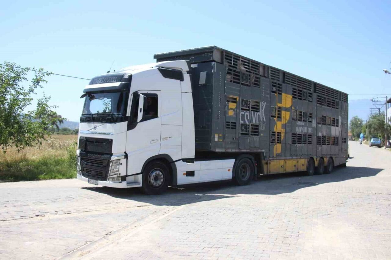 Türk mühendislerin tasarladığı bu araçla, canlı hayvan naklinde 5 yıldızlı konfor dönemi başladı