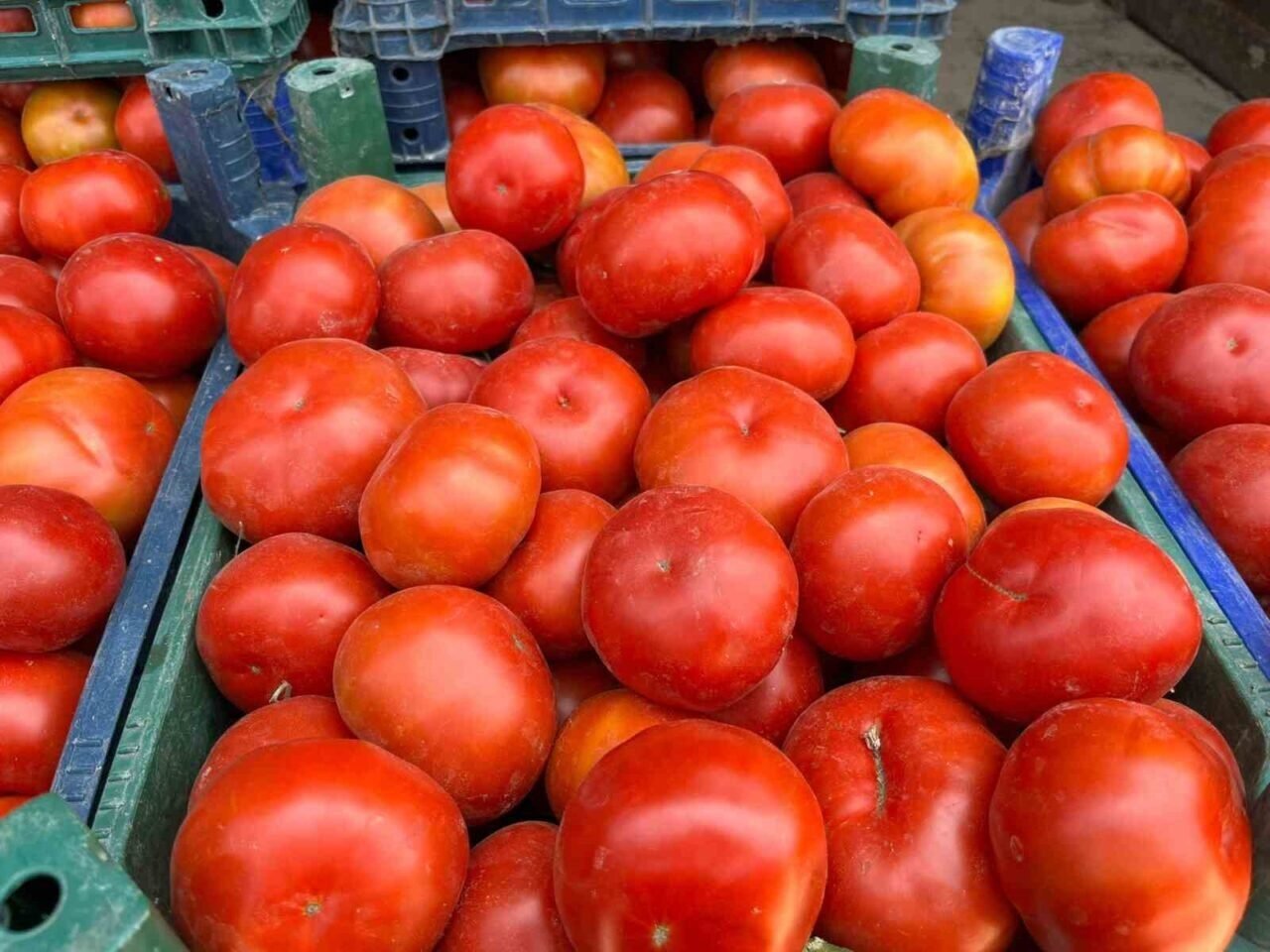 Yerli domates çıktı
