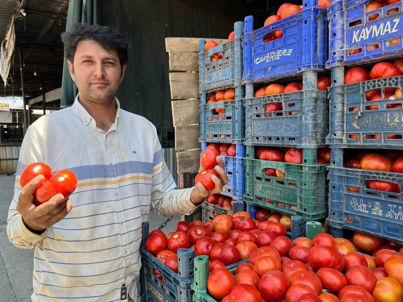 Yerli domates çıktı
