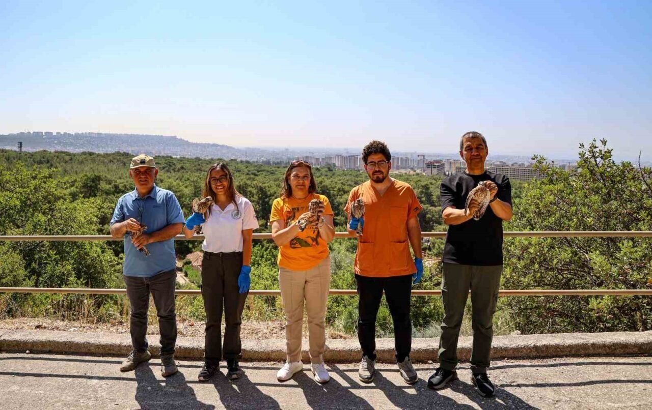 Yetişkinliğe erişen kerkenez yavruları doğal ortamlarına bırakıldı