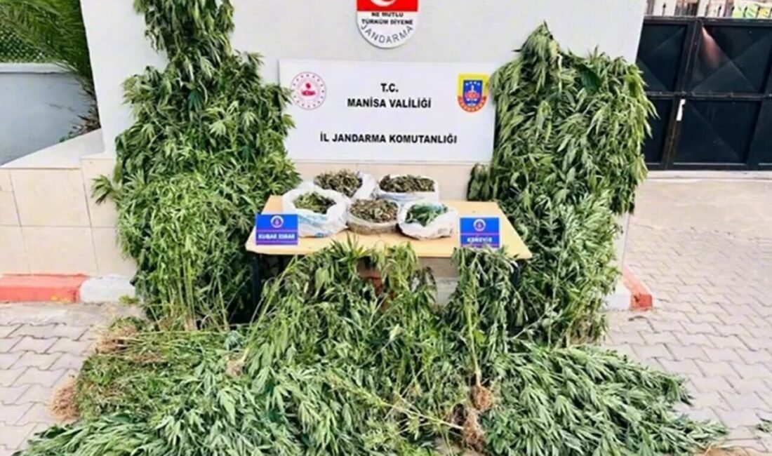 Manisa’nın Alaşehir ilçesinde gerçekleştirilen operasyonda 2 bin 903 kök kenevir