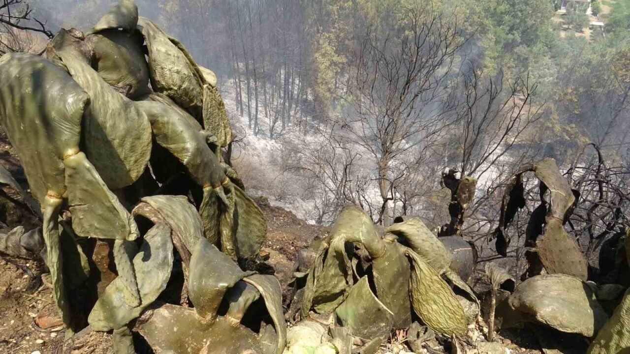 Alevler bir anda evinin yanına geldi, yaşlı adam kabusu yaşadı