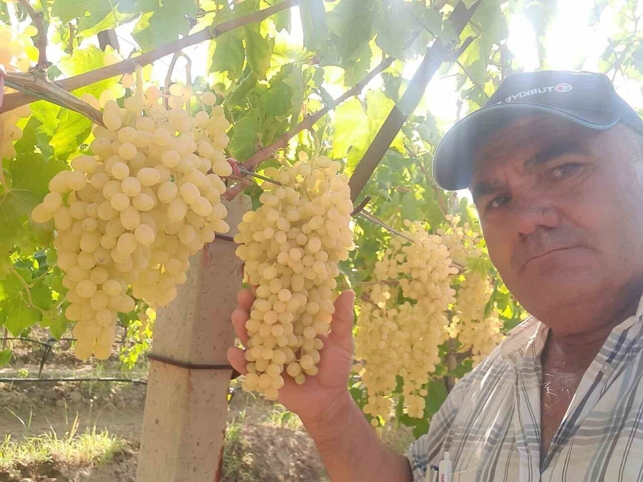 Altın sarısı Sultaniye üzümün yolculuğu başladı