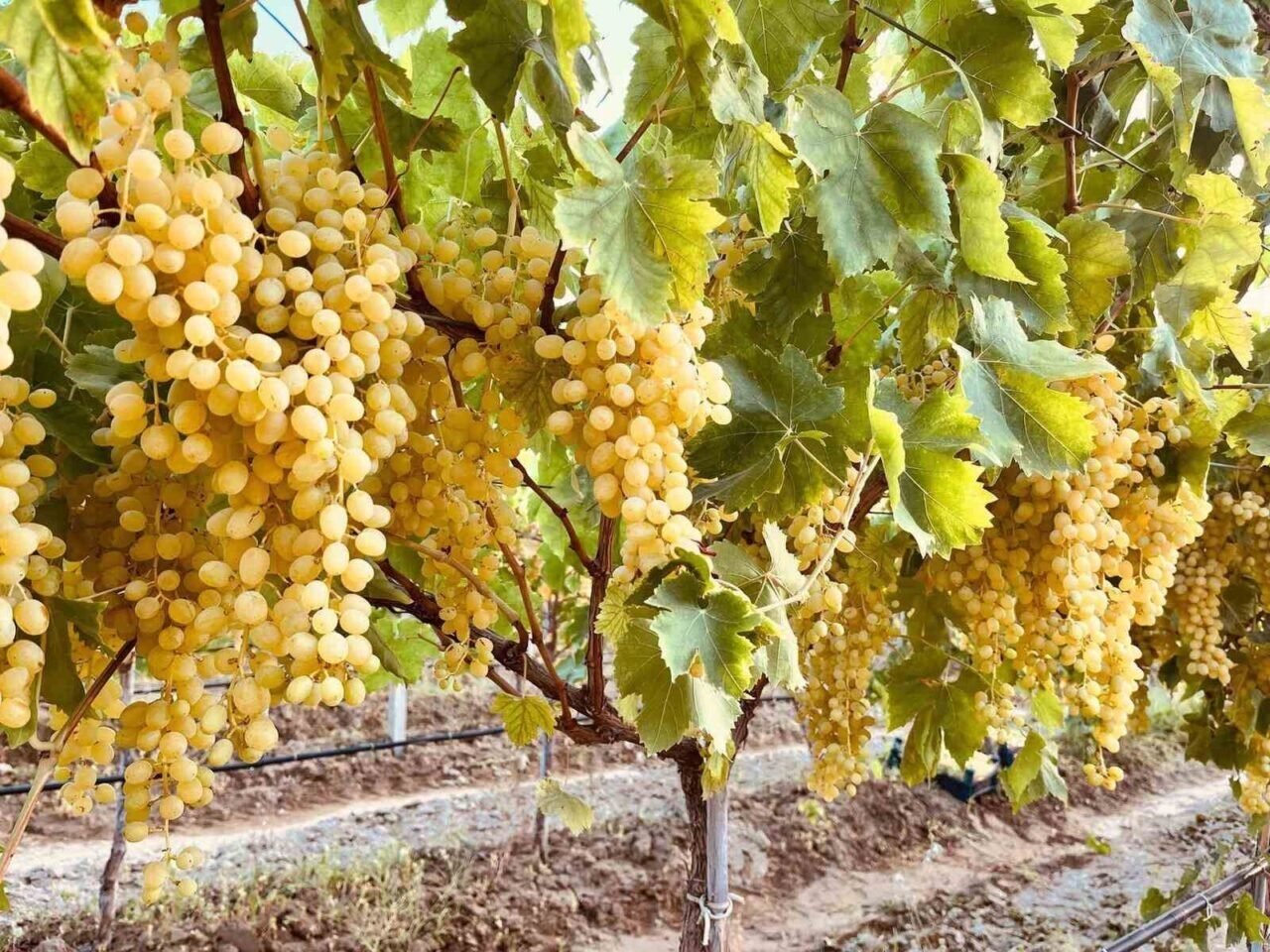 Altın sarısı Sultaniye üzümün yolculuğu başladı