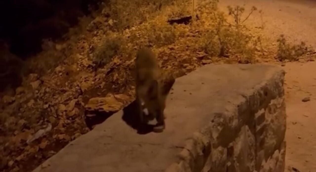 Antalya’da aç kalan tilki yavrularını kraker ve bisküviyle beslediler