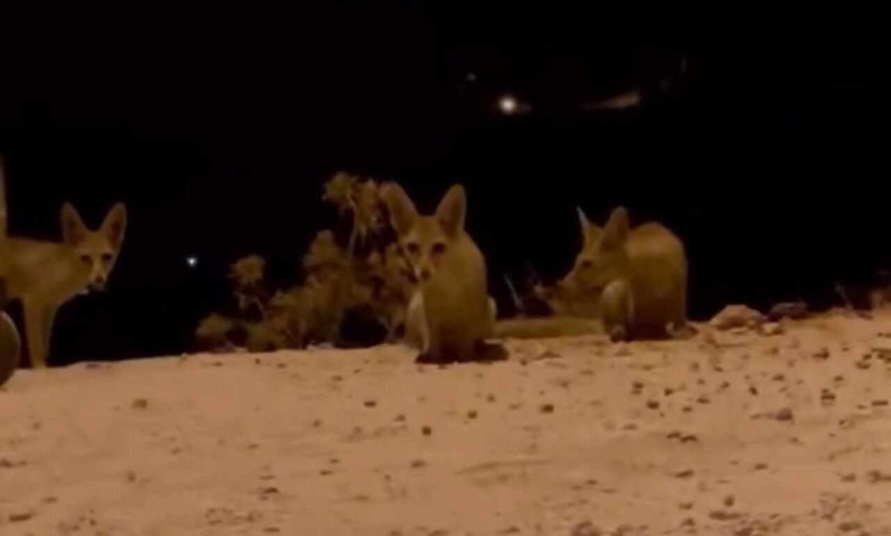 Antalya’da aç kalan tilki yavrularını kraker ve bisküviyle beslediler Antalya’da aç kalan tilki yavrularını kraker ve bisküviyle beslediler