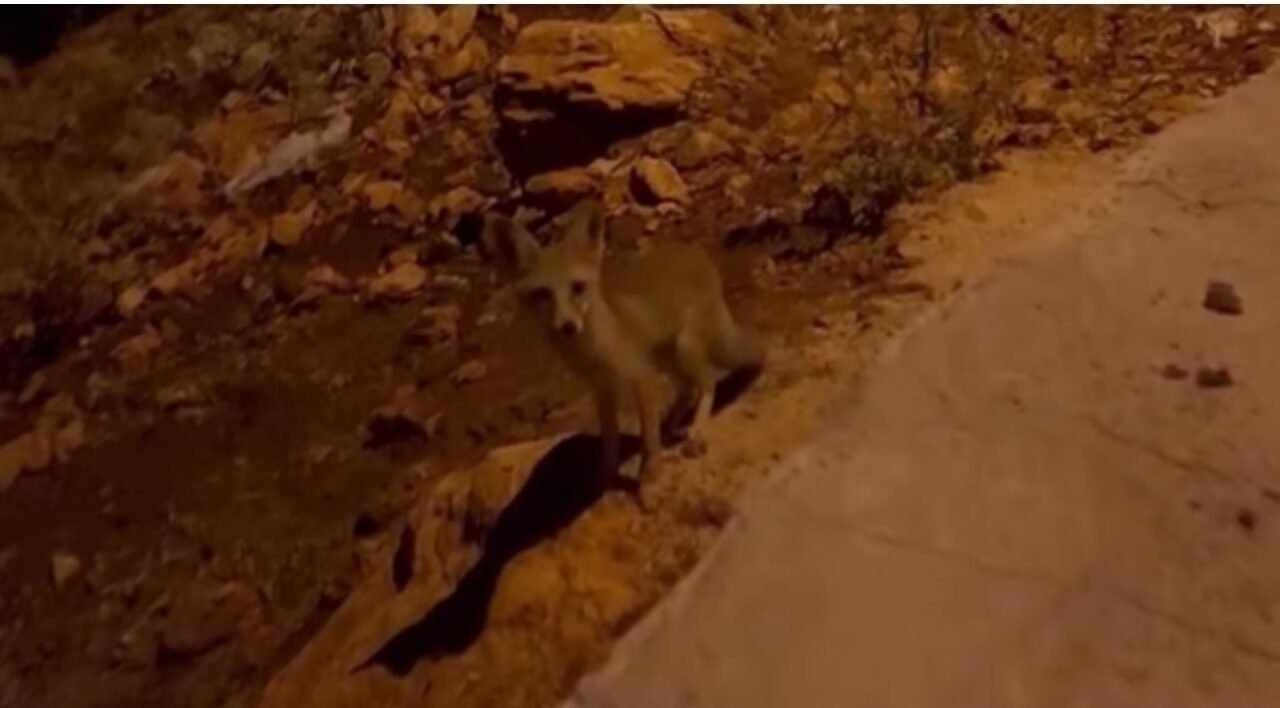 Antalya’da aç kalan tilki yavrularını kraker ve bisküviyle beslediler